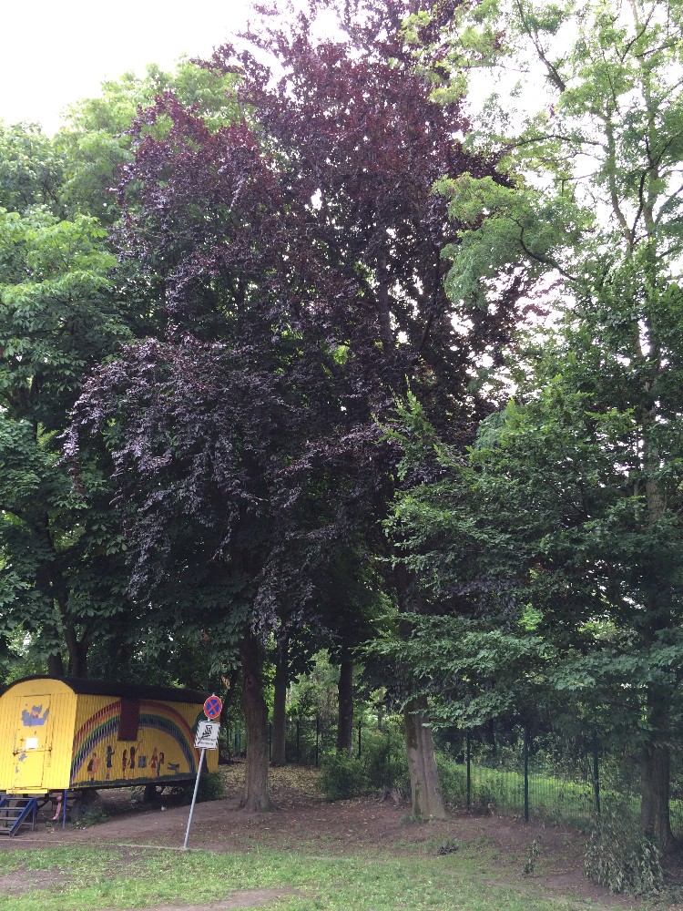 Trees in the North Gate