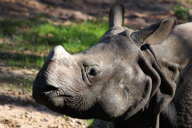 Nuremberg Zoo