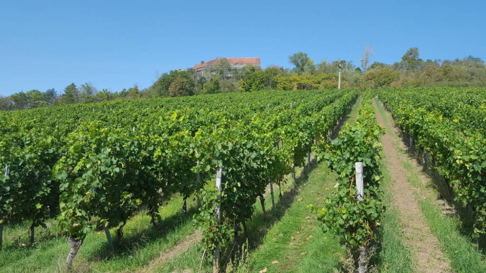 Ipsheim Wine Trail