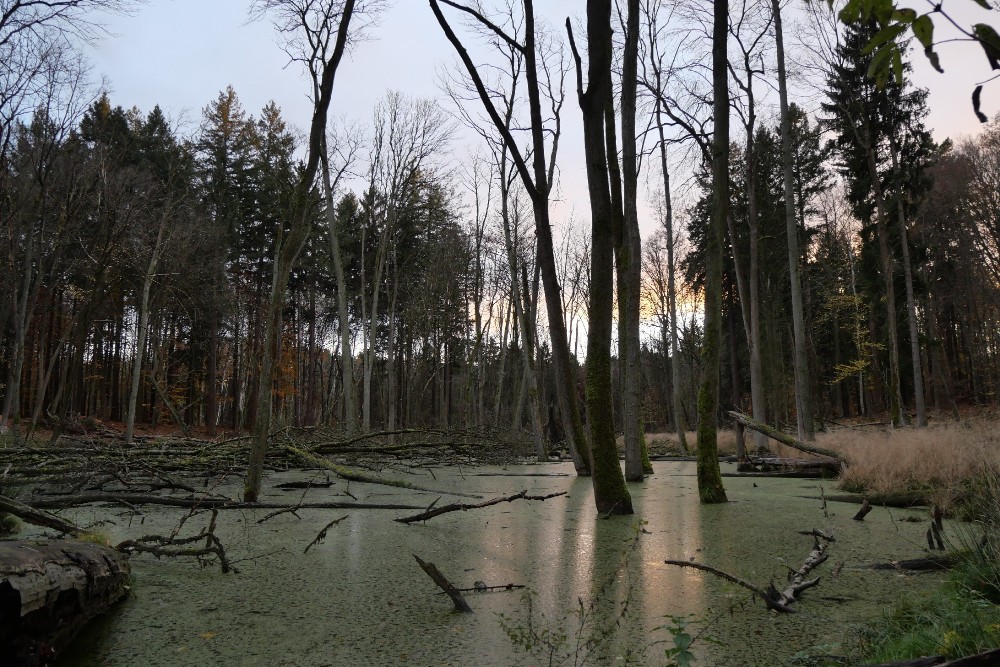 Hertha Spring Moor Hike GERMAN