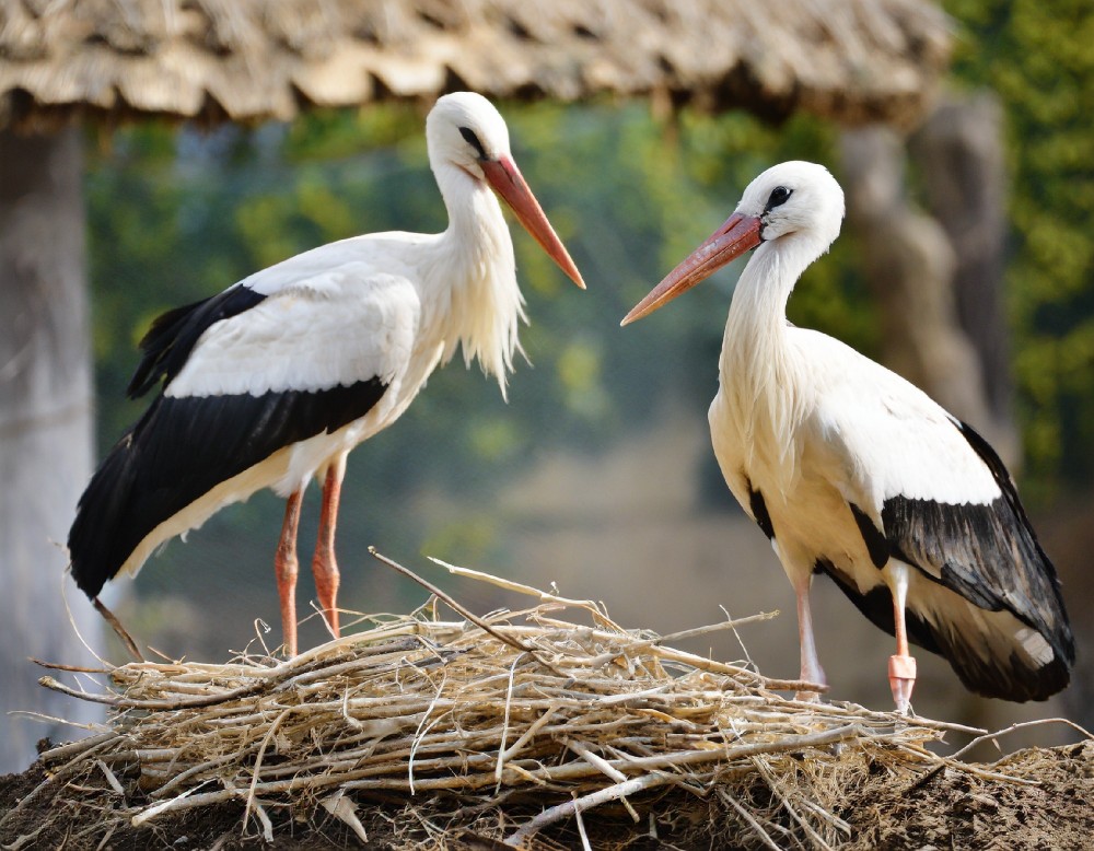 The Stork Educational Trail Uehlfeld